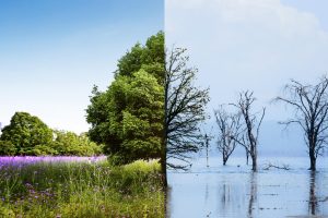 climate-change-concept-collage
